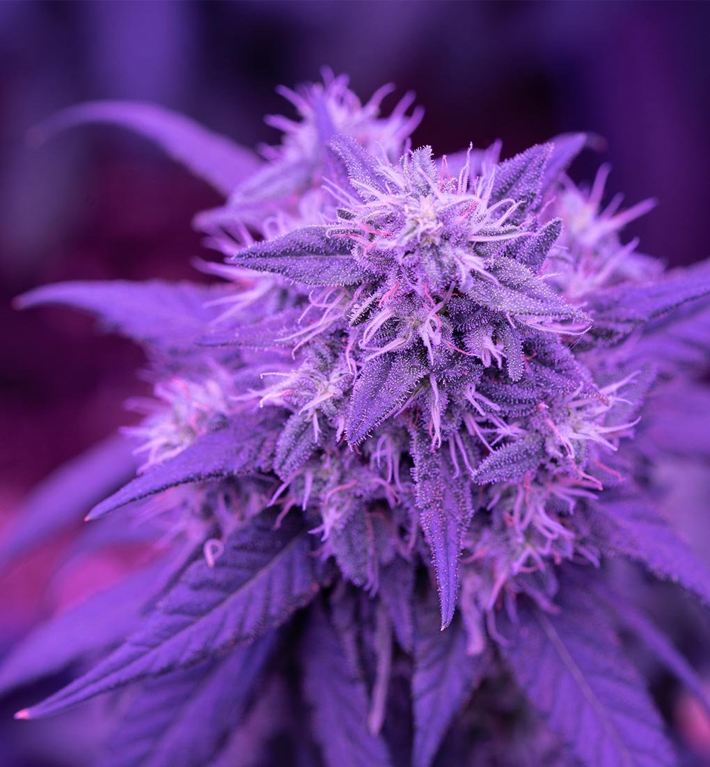 Cannabis Bud Under Purple Grow Light